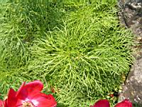Paeonia Tenuifolia (fam. Paeoniacees) (Balkans, Russie du sud, Caucase) (3) (Photo F. Mrugala)